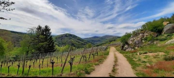 Gîte à Andlau Esterno foto